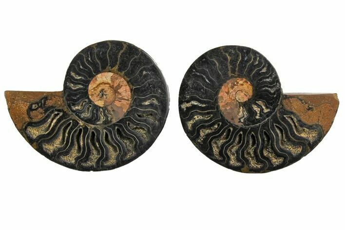 Cut/Polished Ammonite Fossil - Unusual Black Color #132595